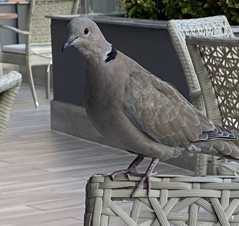 Gartenanlage Royal Wings Hotel