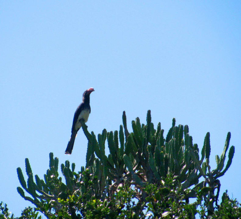 Exotische Vögel Sebumo Tude Lodge