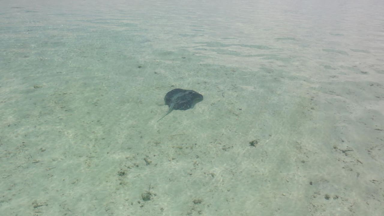 Babyrochen Meeru Maldives Resort Island