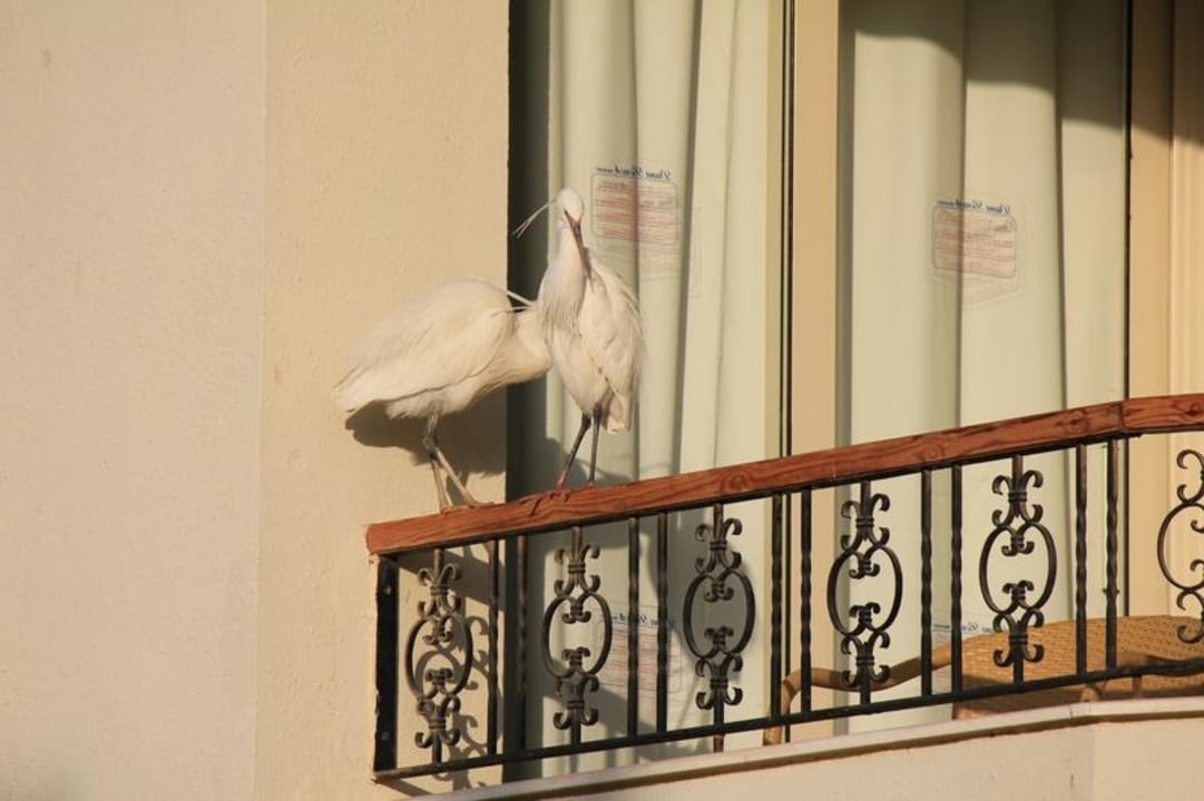 Reiher Pickalbatros Dana Beach Resort - Hurghada