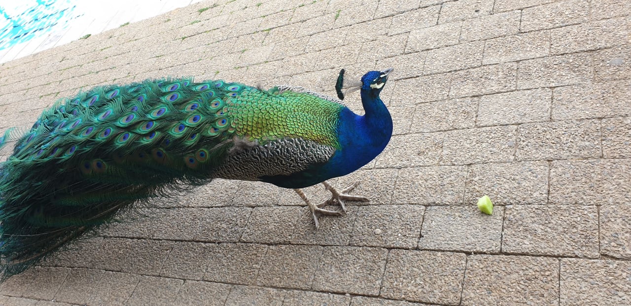 Sonstiges Guesthouse Aquila Private Game