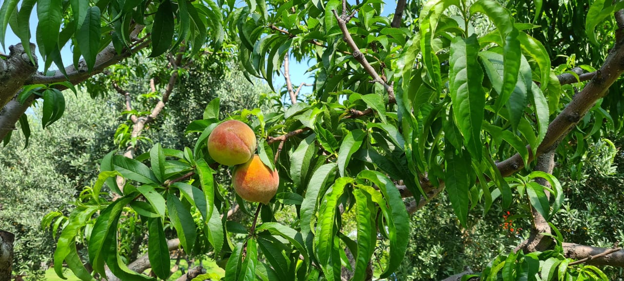 Gartenanlage Sunis Kumköy Beach Resort Hotel & Spa