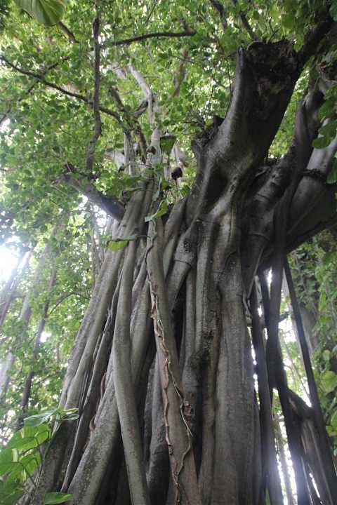 Baum Kuramathi Maldives