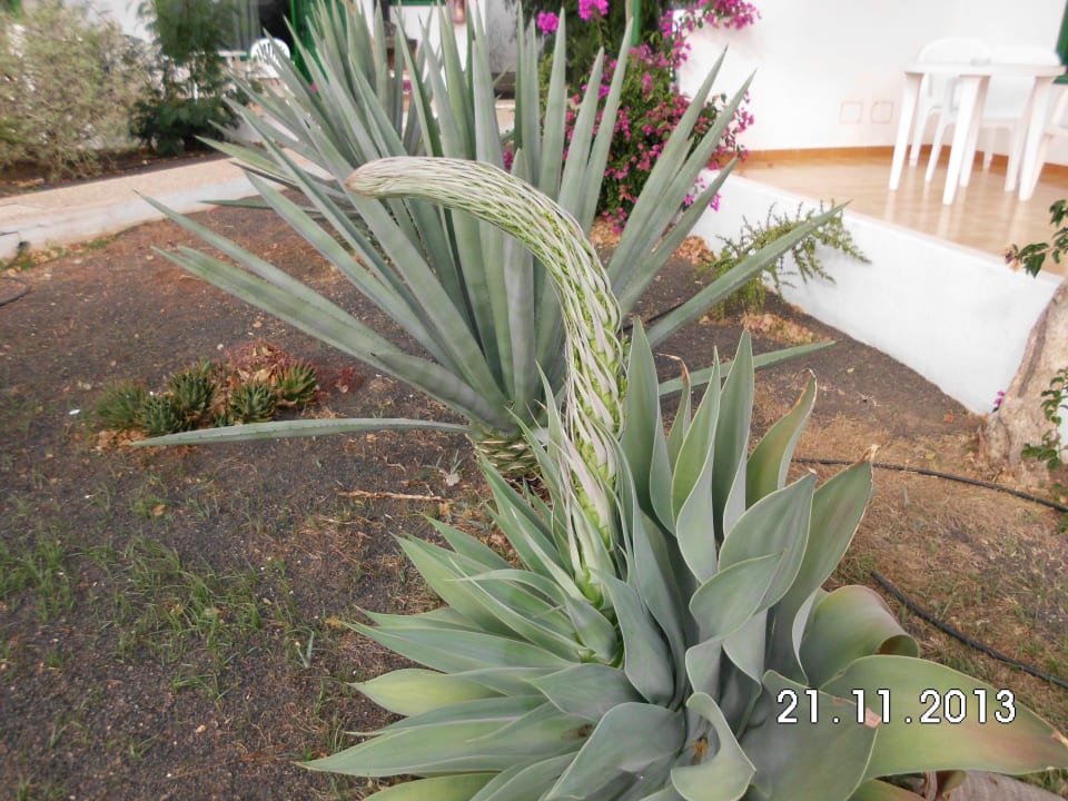 Fruchtstand Hotel Hyde Park Lane