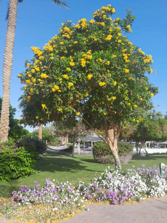 Gartenanlage Desert Rose