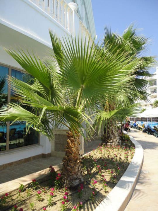 Palmy na basenie Alba Queen Hotel