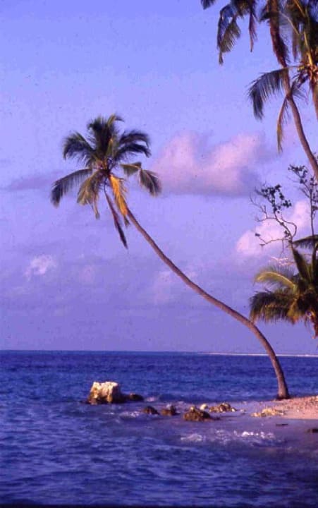 Fotografierpalme Kuramathi Maldives