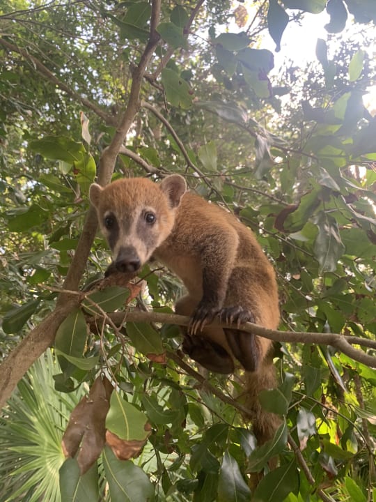 Gartenanlage Iberostar Waves Paraiso Beach