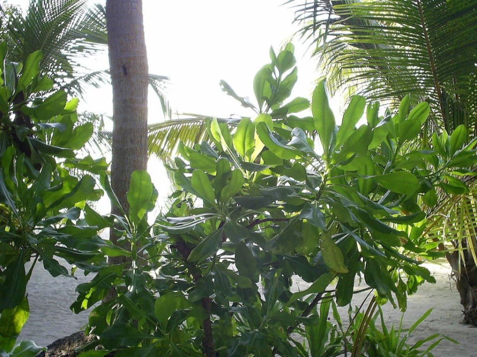 Aussicht aus unserem Bungalow Kuramathi Maldives