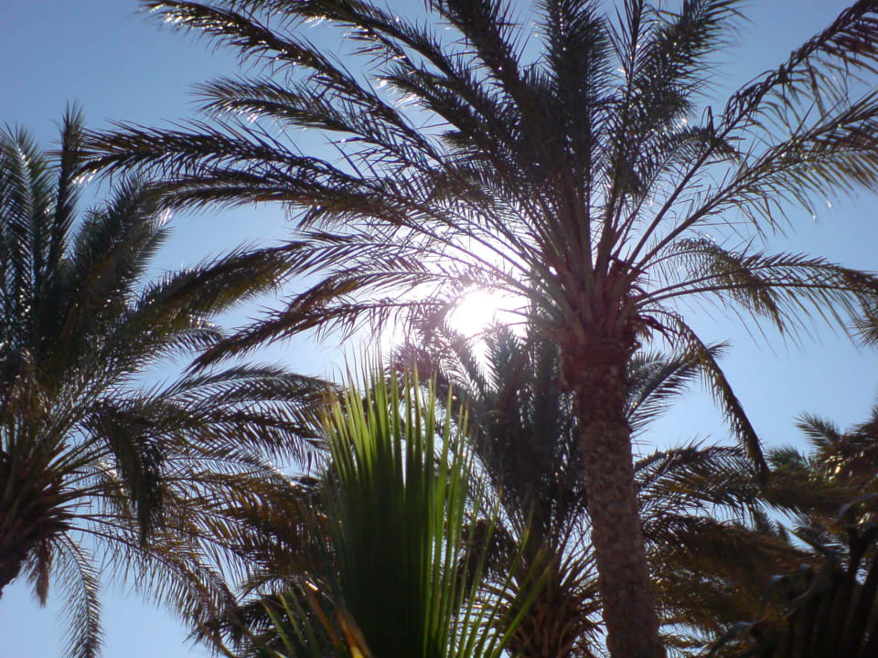 Palmen bei der Beach-Bar Brayka Bay Resort