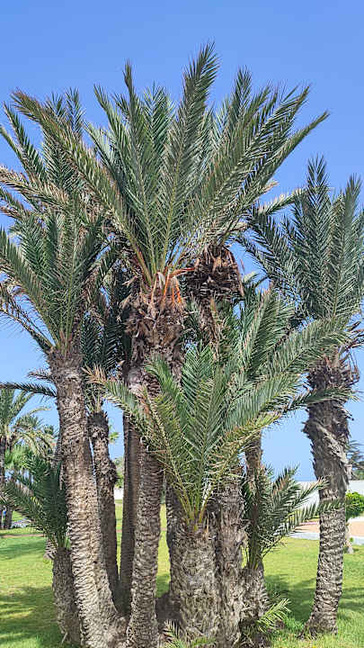 Außenansicht Calimera One Resort Jockey