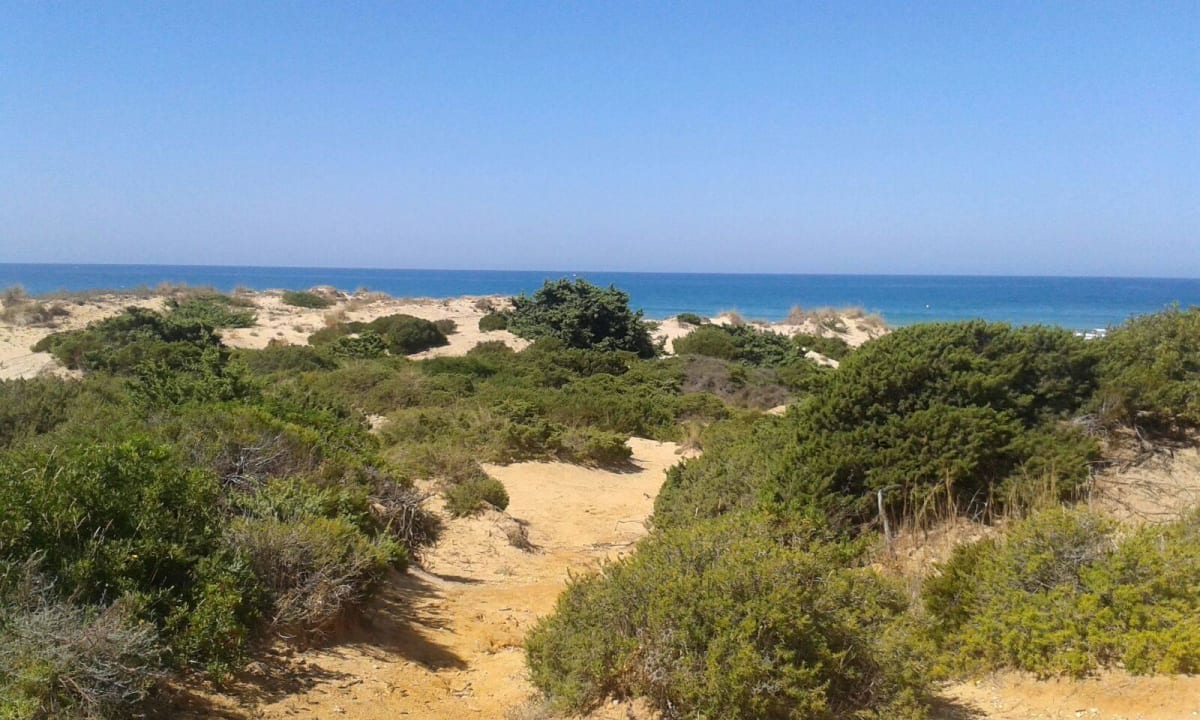 Dünen am Strand,betreten verboten.  Iberostar Selection Andalucía Playa