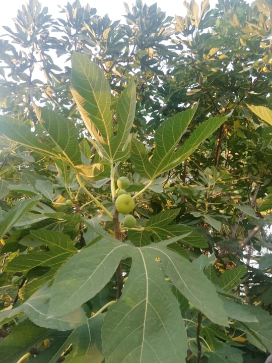 Gartenanlage Hotel Royal Garden Beach