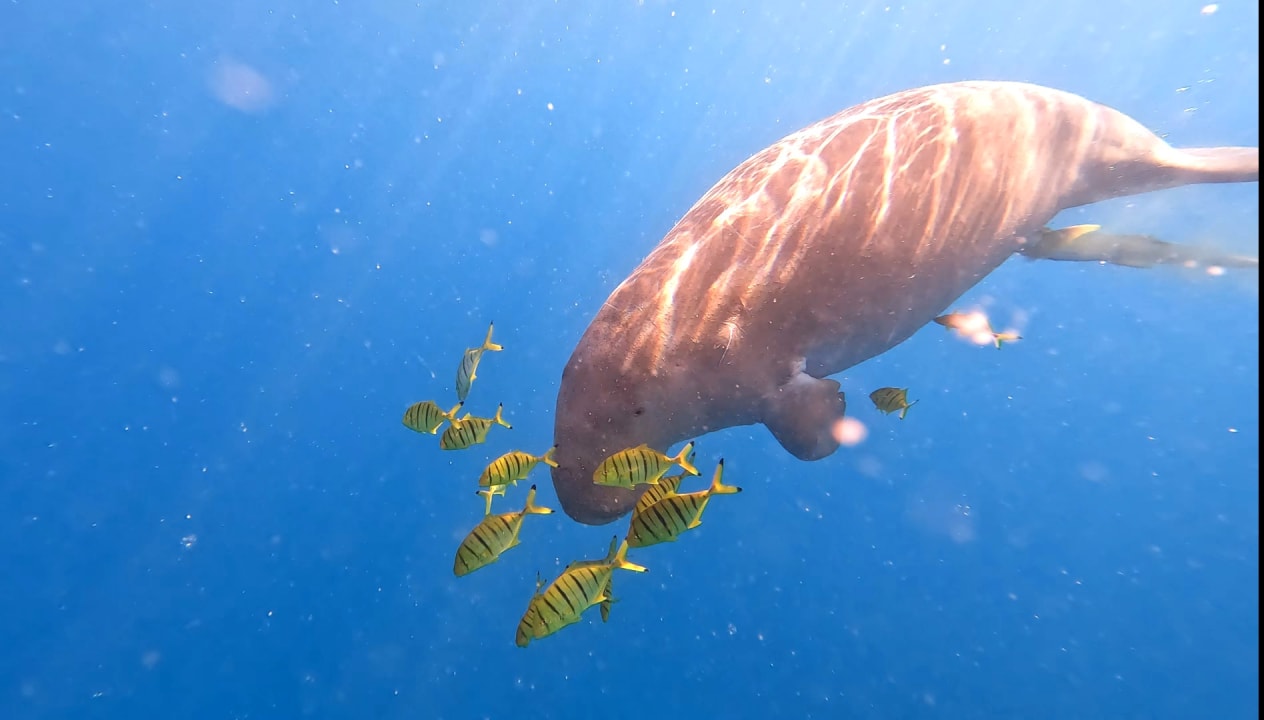 Sport & Freizeit Shams Alam Beach Resort