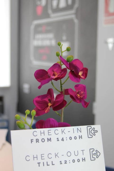 Recepcion2 Chameleon Hostel Alicante