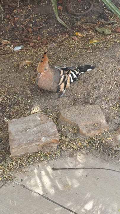 Außenansicht Makadi Palace