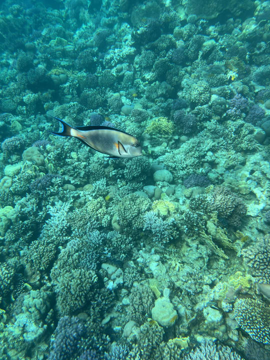 Strand Makadi Spa - Adults only