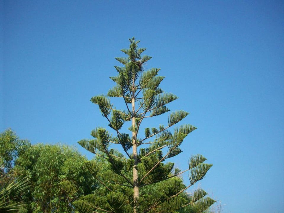 Baum Olympos Beach Hotel