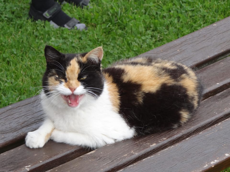 Die Hauskatze Kinderhotel Felben