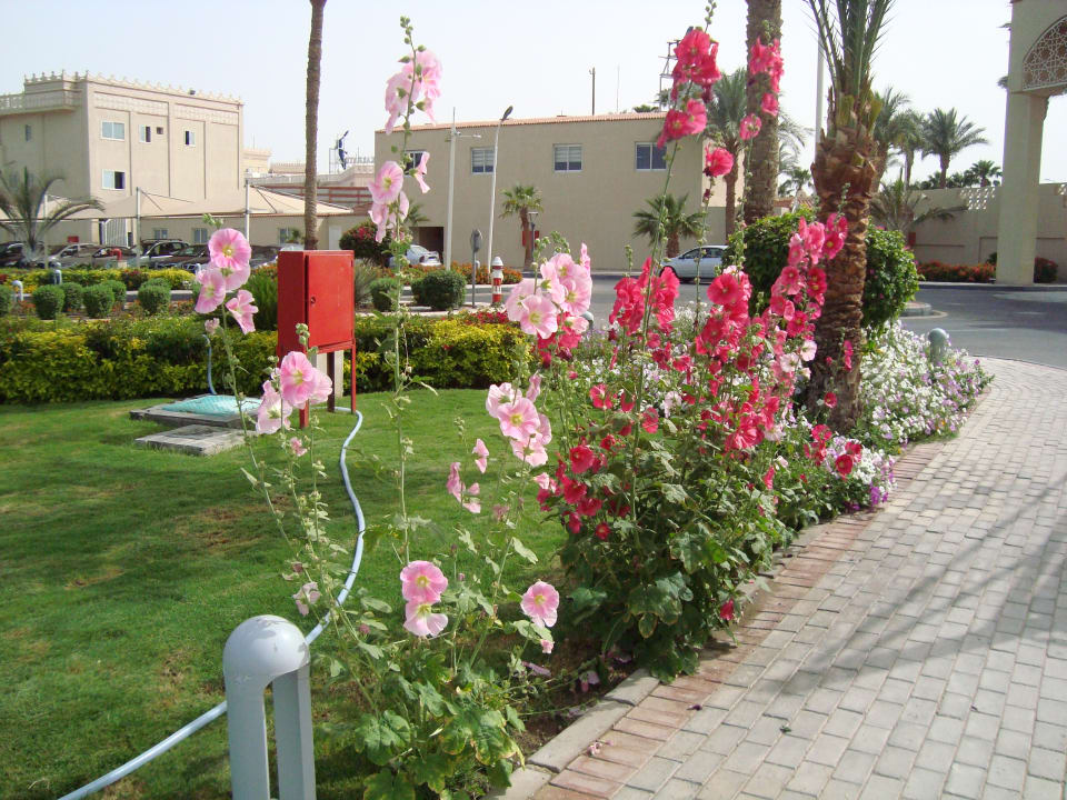 Gartenanlage Beach Albatros Resort