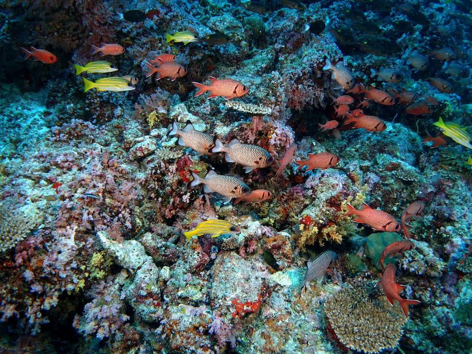 Sport & Freizeit Plumeria Maldives