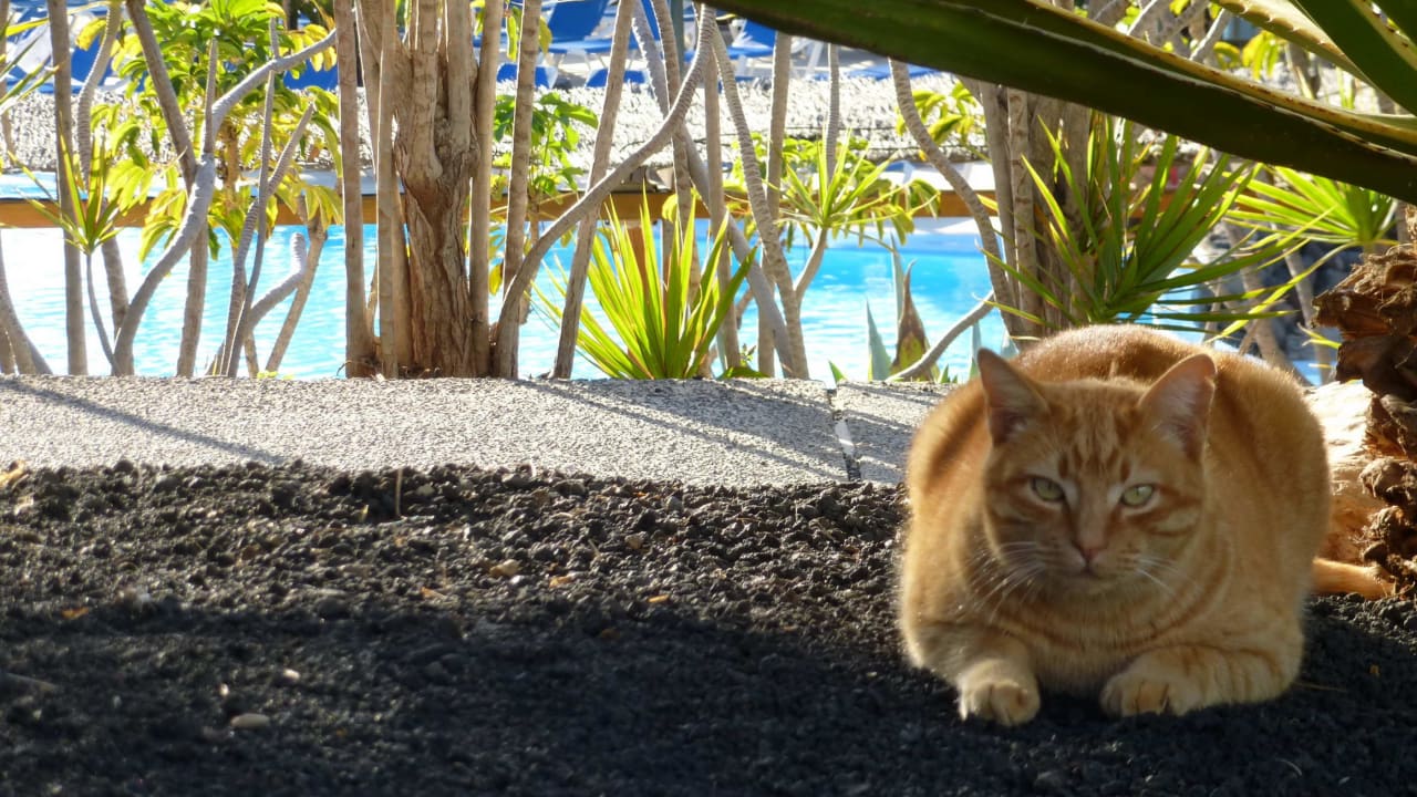 Hauskatze allsun App.-Hotel Esquinzo Beach