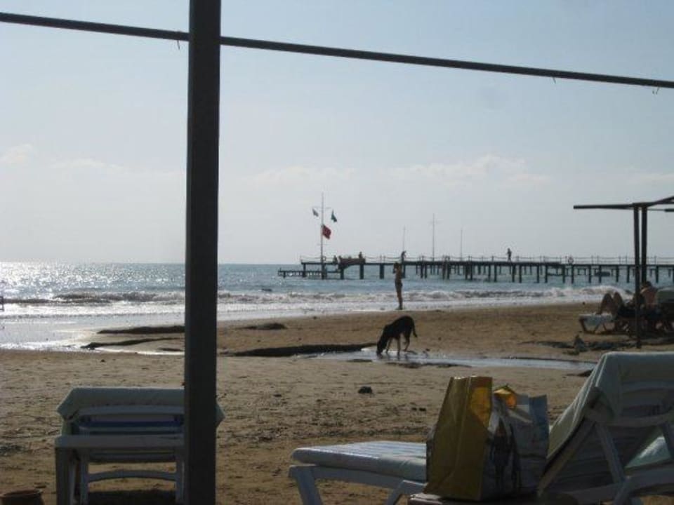 Streunende Hunde am Strand Royal Atlantis Spa & Resort