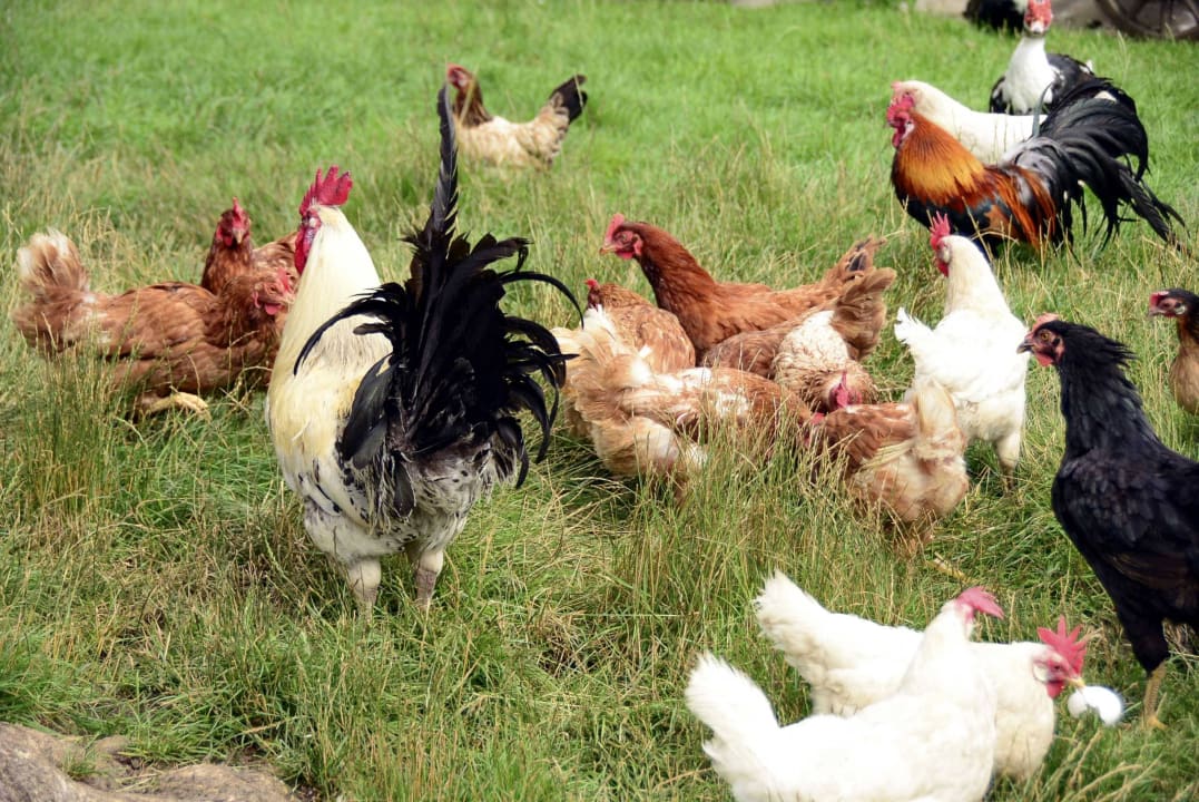 Hühnergarten Ferienwohnungen Gullyhof