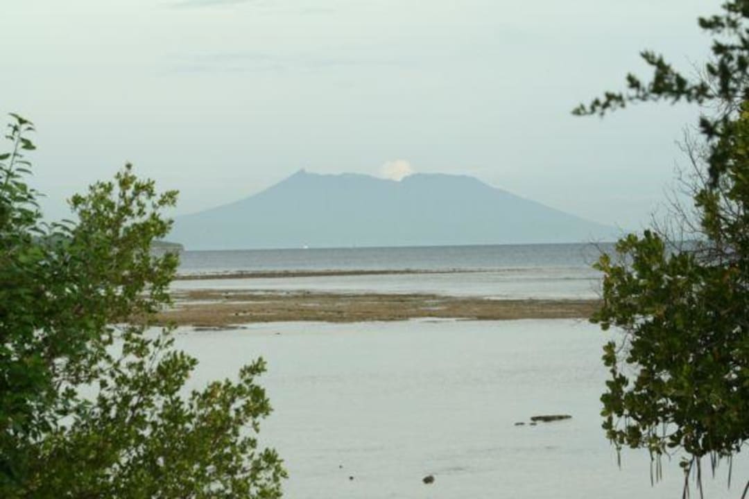 In den Mangroven The Menjangan