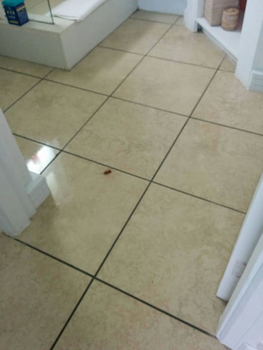 Kakerlake Ambre Mauritius