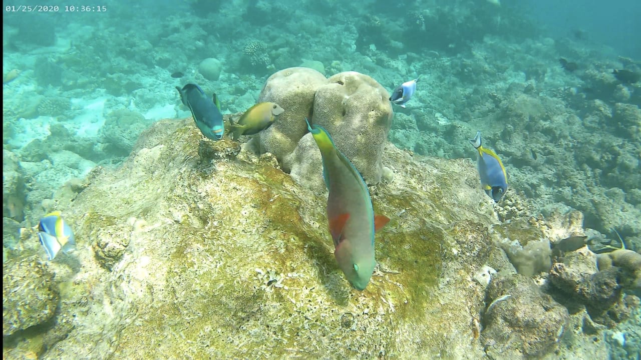 Strand Summer Island Maldives