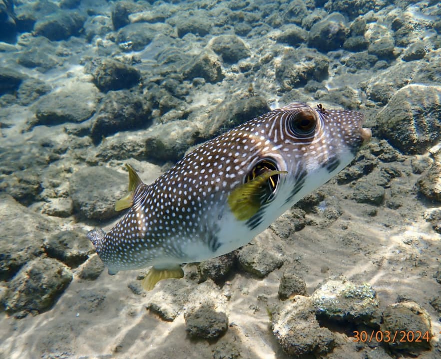 Sport & Freizeit Ghazala Beach