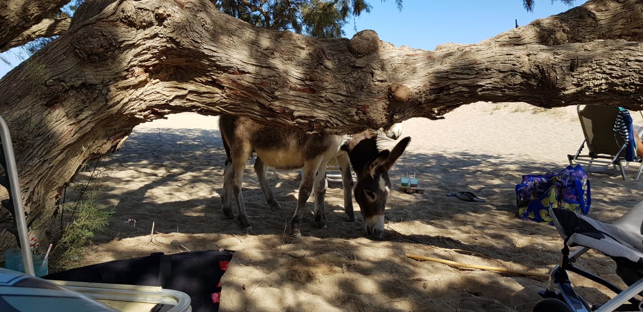 Garten Apollonia Beach Resort & Spa