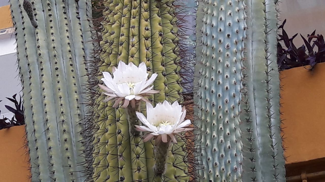 Gartenanlage Zafiro Tropic