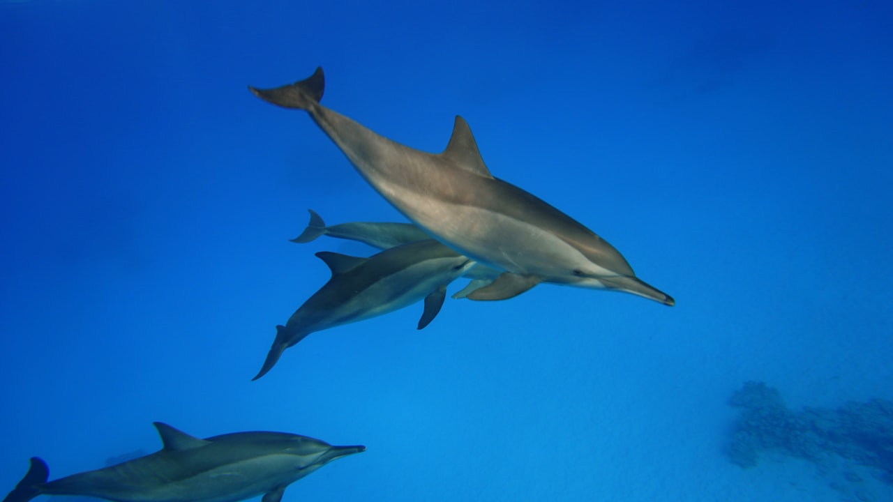 Strand Hotel Gorgonia Beach Resort