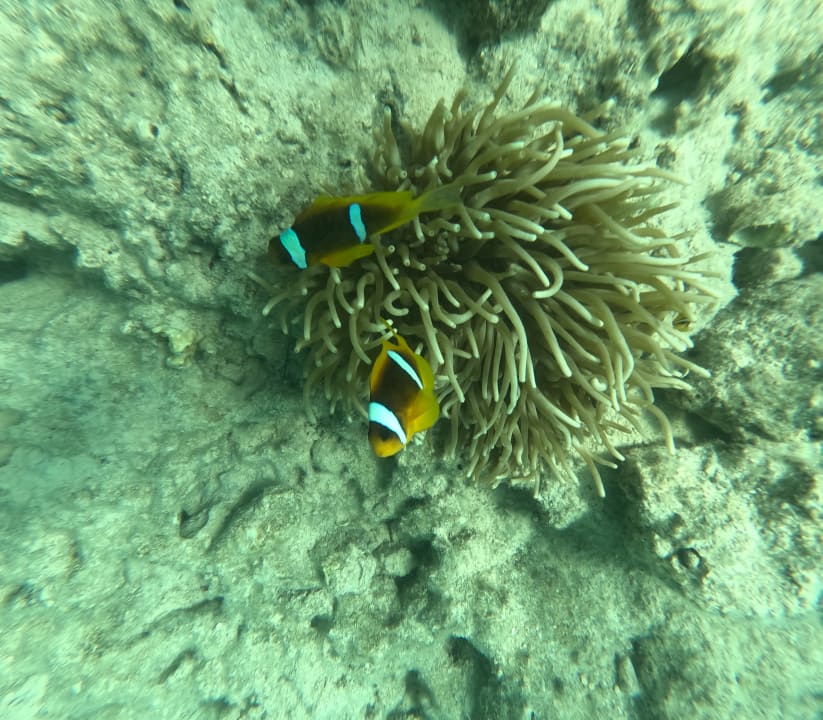 Strand Pickalbatros Citadel Resort