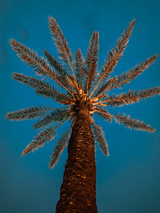 Gartenanlage Belconti Resort Hotel