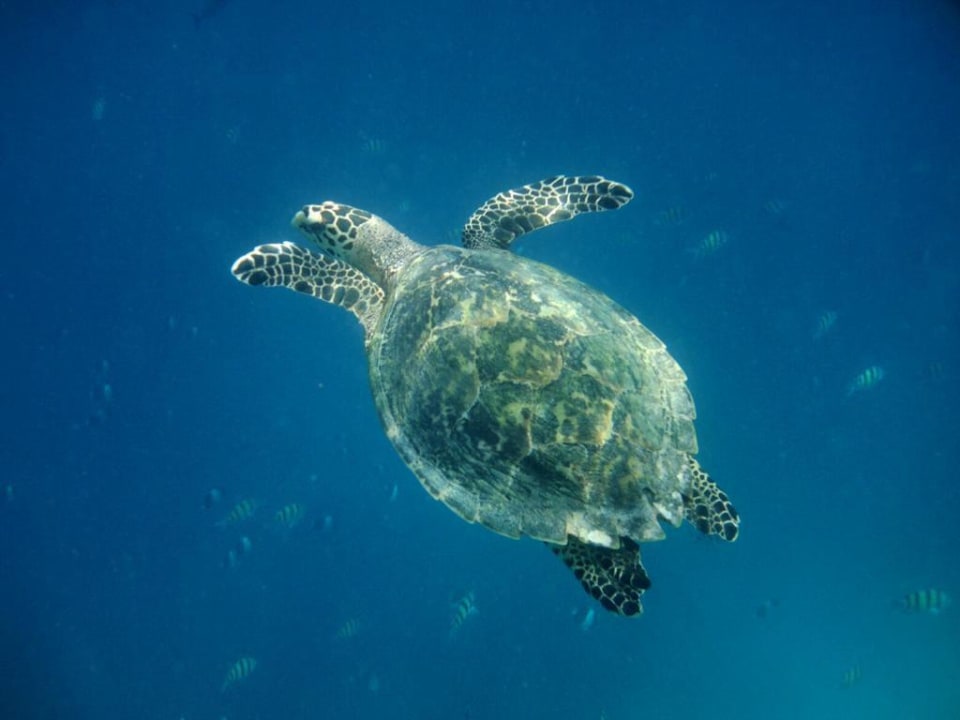 Hausriff Eri Maldives