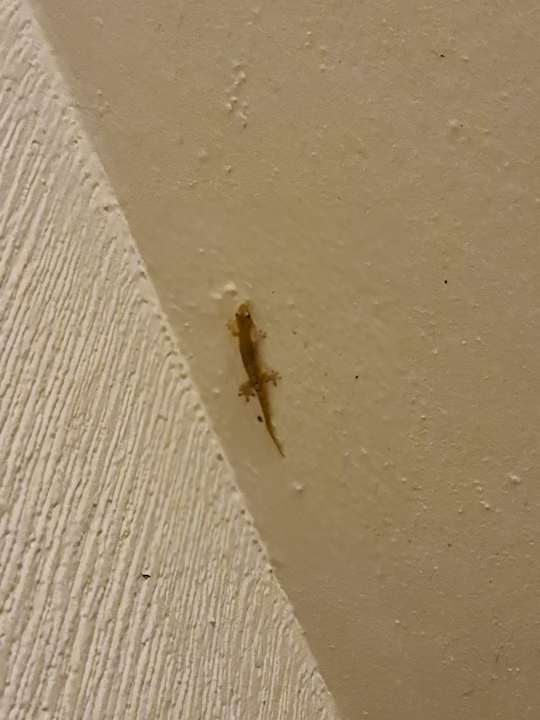 Sonstiges Hotel Melia Puerto Vallarta