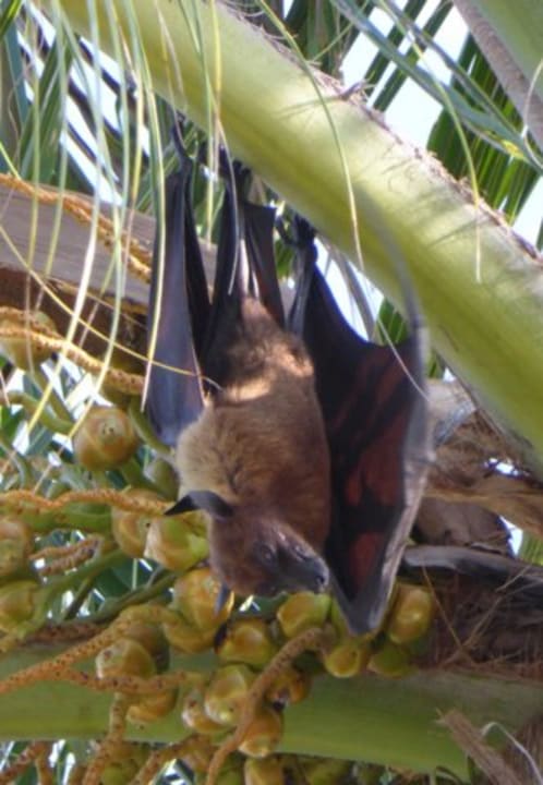 Sonstiges Kuredu Island Resort & Spa