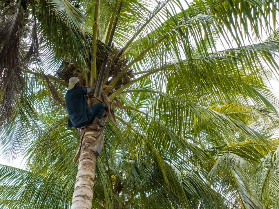 Gartenanlage Zoi Boutique Hotel Zanzibar