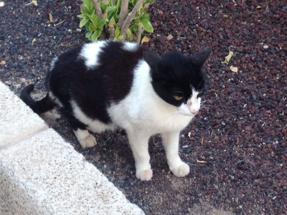 Man muss hier Katzen schon gern haben! TUI MAGIC LIFE Fuerteventura