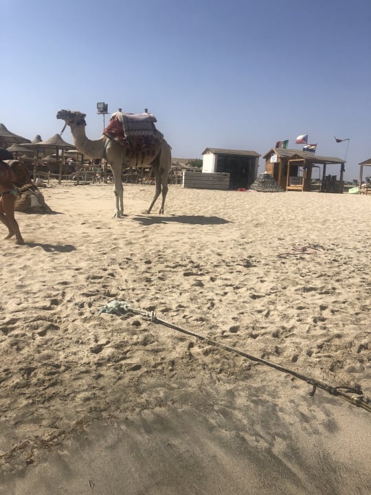 Außenansicht Malikia Resort Abu Dabbab