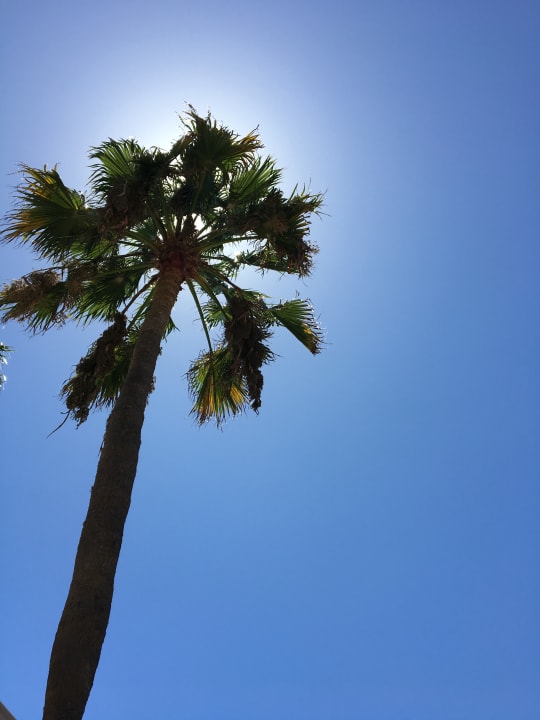 Gartenanlage Hotel Riu Gran Canaria