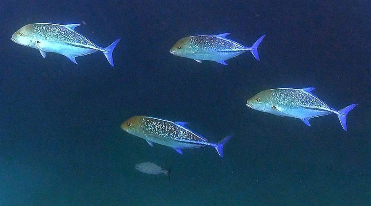 Fische Kudafushi Resort & Spa