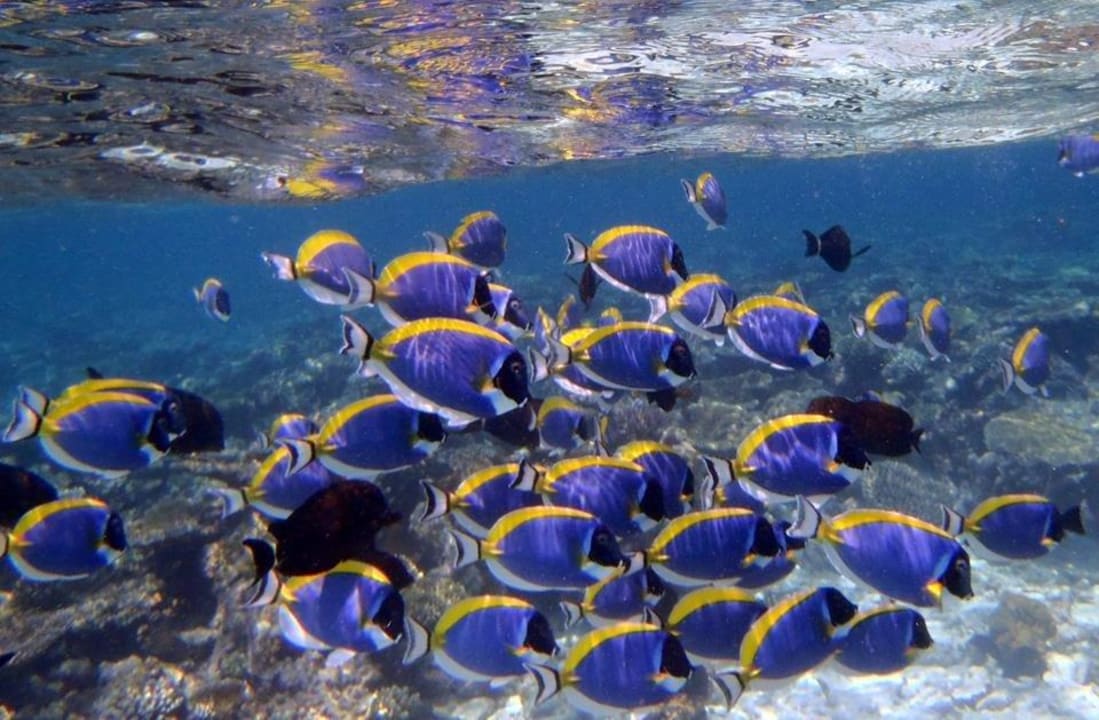 Beim Hausriff Meeru Maldives Resort Island