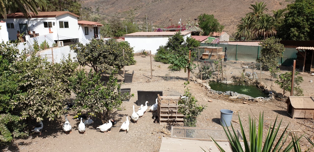 Gartenanlage Bio Finca - Las Tenerías
