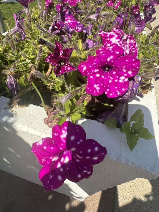 Gartenanlage Belek Beach Resort Hotel