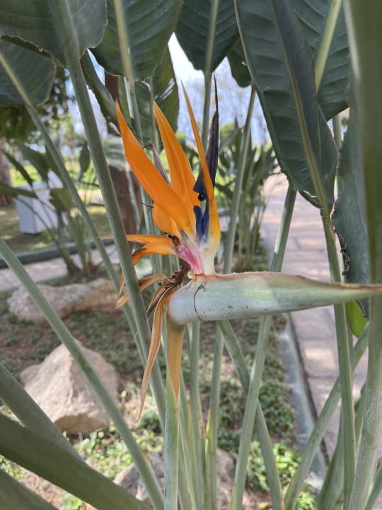 Gartenanlage Labranda Alantur Resort