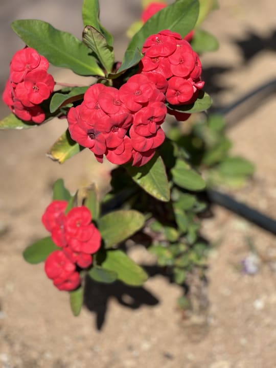 Gartenanlage Jaz Aquaviva